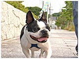 サニー きょうのわんこ 写真2
