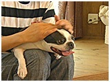サニー きょうのわんこ 写真3