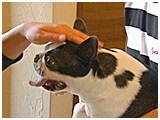 サニー きょうのわんこ 写真5