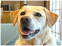 ひまり きょうのわんこ 写真1