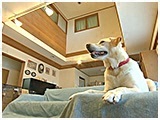 ひまり きょうのわんこ 写真2