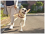 ひまり きょうのわんこ 写真3