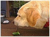 ひまり きょうのわんこ 写真5