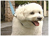 ぽて きょうのわんこ 写真2