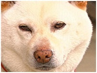 らん きょうのわんこ 写真1