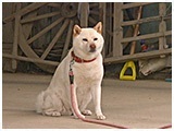 らん きょうのわんこ 写真2