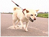 らん きょうのわんこ 写真5