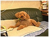 麻呂 きょうのわんこ 写真2