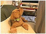 麻呂 きょうのわんこ 写真3