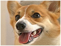 さくら きょうのわんこ 写真1