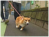 さくら きょうのわんこ 写真2