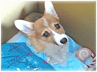 さくら きょうのわんこ 写真3
