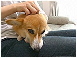 さくら きょうのわんこ 写真5