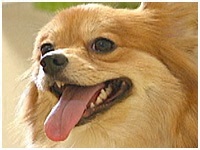 花鈴 きょうのわんこ 写真1
