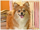 花鈴 きょうのわんこ 写真3