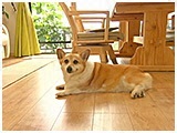 心美 きょうのわんこ 写真2