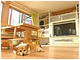 心美 きょうのわんこ 写真3