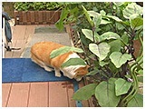 心美 きょうのわんこ 写真5