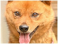 くぅ きょうのわんこ 写真1