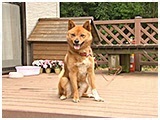 くぅ きょうのわんこ 写真2