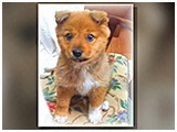 くぅ きょうのわんこ 写真3