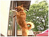 くぅ きょうのわんこ 写真5