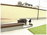 リン きょうのわんこ 写真3