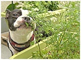 リン きょうのわんこ 写真4