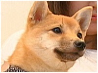 豆助 きょうのわんこ 写真1