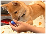 豆助 きょうのわんこ 写真4