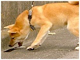 豆助 きょうのわんこ 写真5