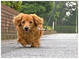 エル きょうのわんこ 写真3