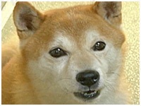 ケン きょうのわんこ 写真1