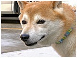 ケン きょうのわんこ 写真2