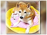 ケン きょうのわんこ 写真3