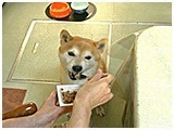 ケン きょうのわんこ 写真5