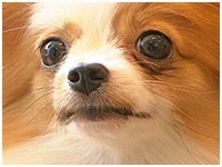 ペネロペ きょうのわんこ 写真1