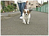 ハル きょうのわんこ 写真2