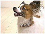 ハル きょうのわんこ 写真5