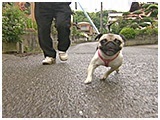 プー きょうのわんこ 写真2