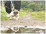プー きょうのわんこ 写真3