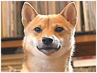 小太郎 きょうのわんこ 写真1