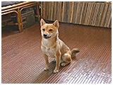 小太郎 きょうのわんこ 写真2