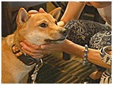 小太郎 きょうのわんこ 写真4