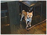 小太郎 きょうのわんこ 写真5