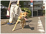 カイロ きょうのわんこ 写真2