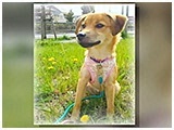 カイロ きょうのわんこ 写真3