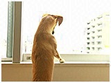 カイロ きょうのわんこ 写真4
