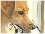 カイロ きょうのわんこ 写真5