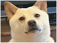 クー きょうのわんこ 写真1